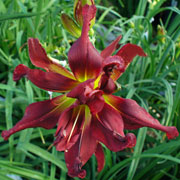 Heavenly Garden MonsterDaylily
